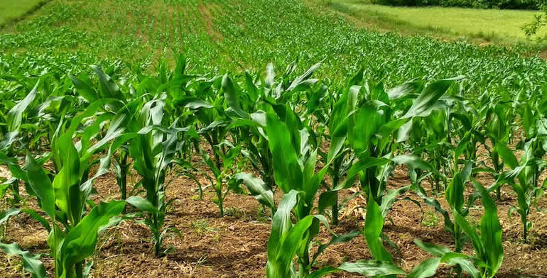 How to Start an Agribusiness in Nigeria